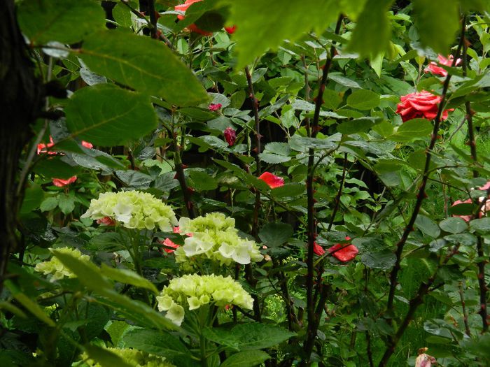 DSCN0487 - MAI_2_2014