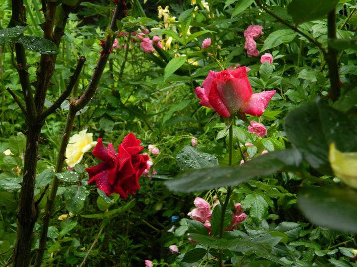 DSCN0492 - MAI_2_2014