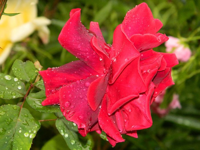 DSCN0494 - MAI_2_2014