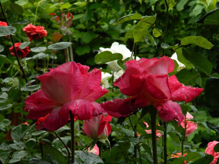 DSCN0498 - MAI_2_2014