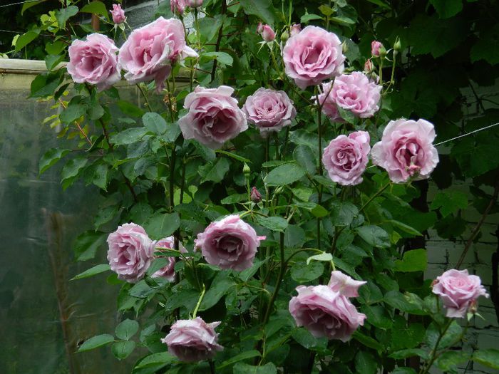 DSCN0505 - MAI_2_2014