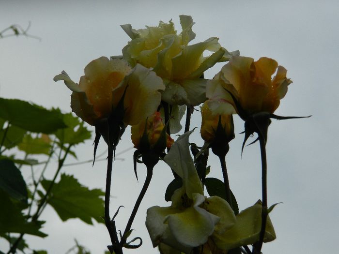 DSCN0519 - MAI_2_2014