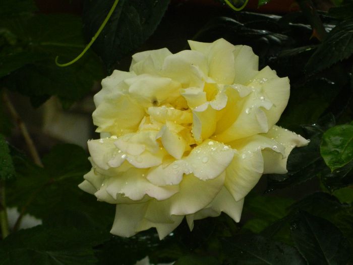 DSCN0552 - MAI_2_2014