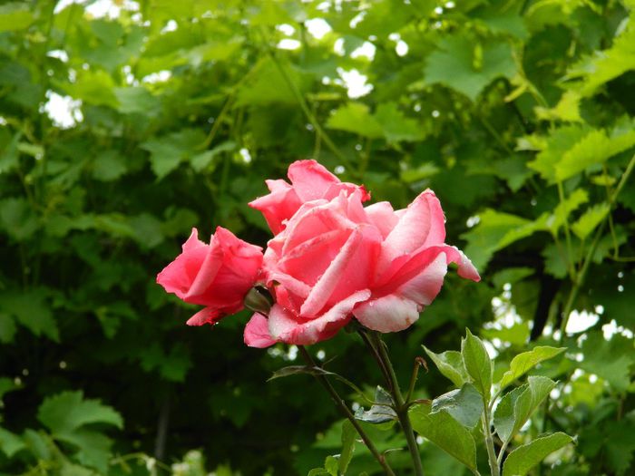 DSCN0554 - MAI_2_2014