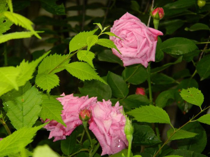 DSCN0558 - MAI_2_2014