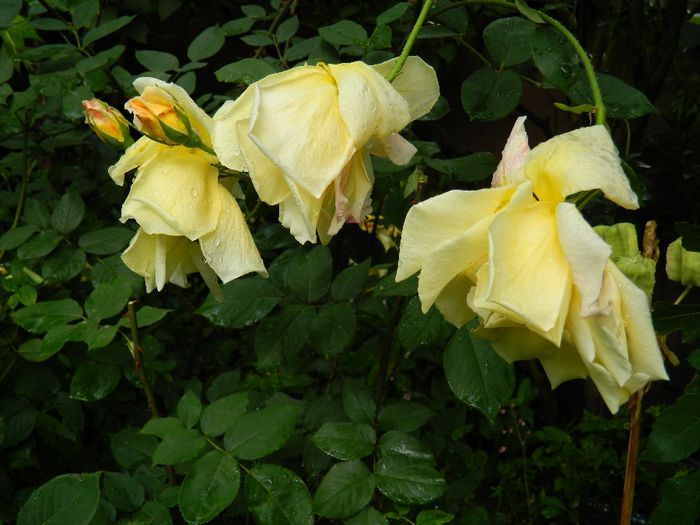 DSCN0559 - MAI_2_2014