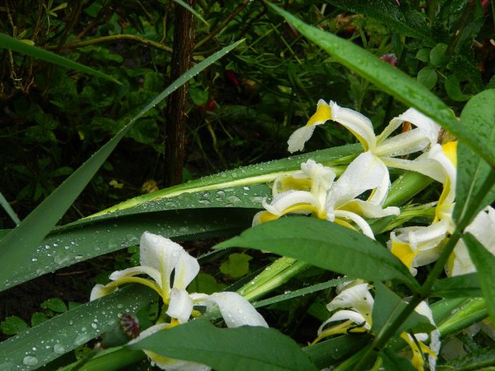 DSCN0564 - MAI_2_2014