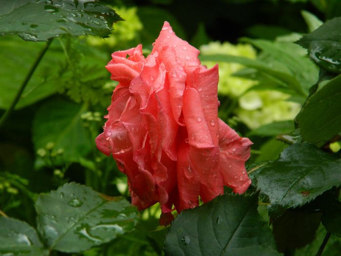 DSCN0601 - MAI_2_2014