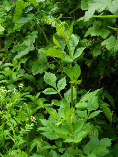 DSCN0602 - MAI_2_2014