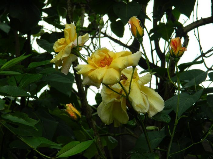 DSCN0606 - MAI_2_2014