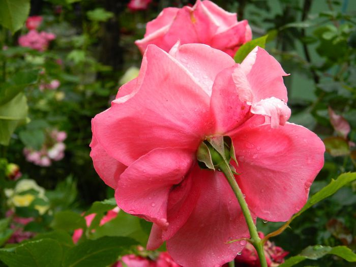 DSCN0609 - MAI_2_2014