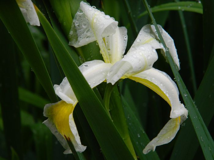 DSCN0620 - MAI_2_2014