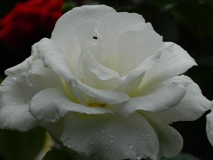 DSCN0625 - MAI_2_2014