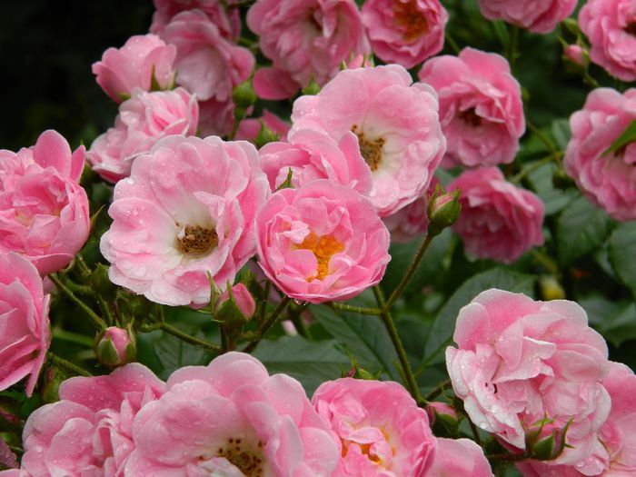 DSCN0630 - MAI_2_2014