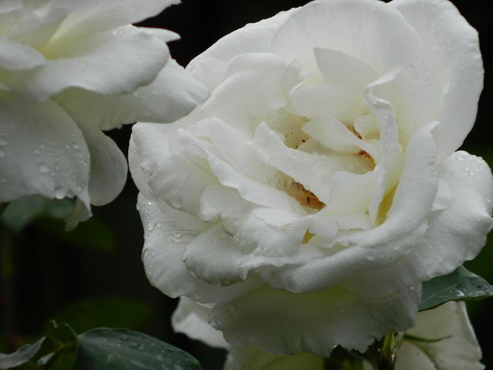 DSCN0631 - MAI_2_2014