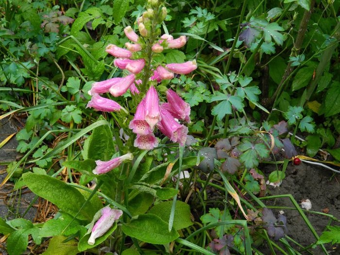 DSCN0633 - MAI_2_2014