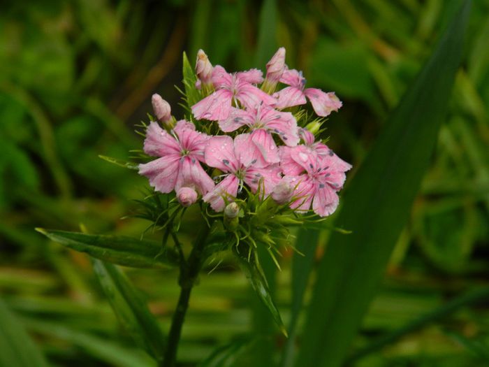 DSCN0635 - MAI_2_2014