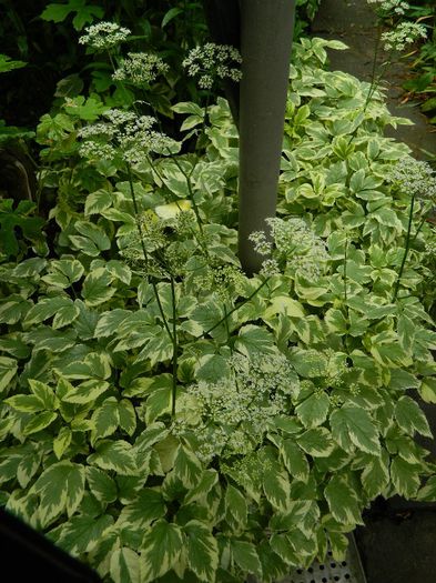 DSCN0641 - MAI_2_2014