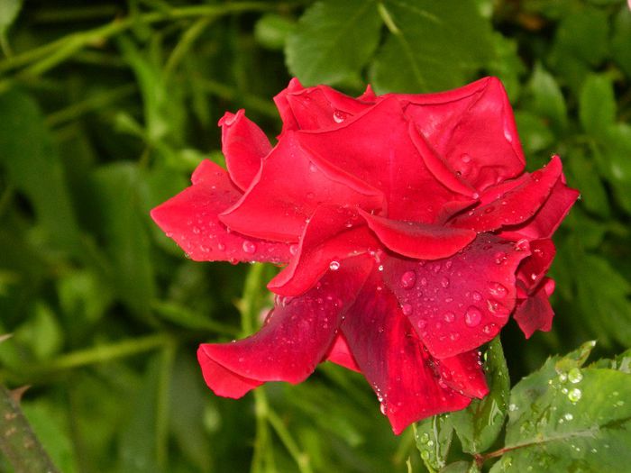 DSCN0645 - MAI_2_2014