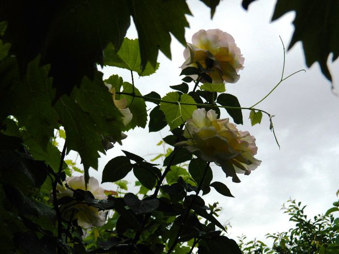 DSCN0647 - MAI_2_2014