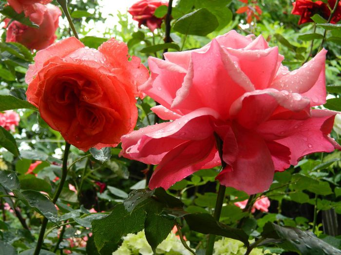 DSCN0653 - MAI_2_2014