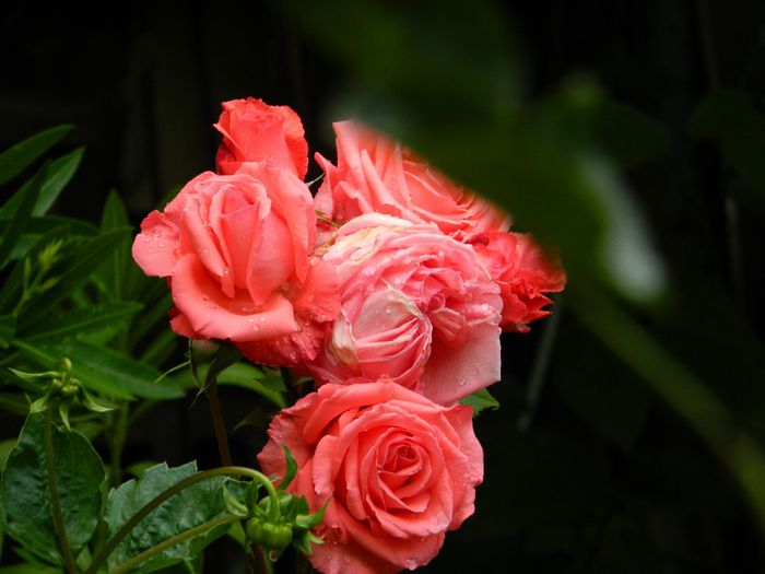 DSCN0655 - MAI_2_2014