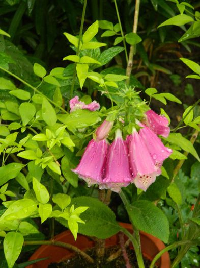 DSCN0660 - MAI_2_2014