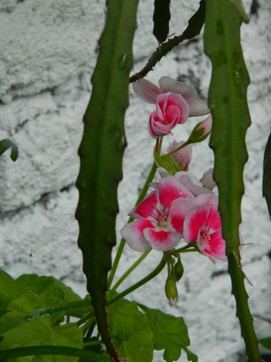 DSCN0664 - MAI_2_2014