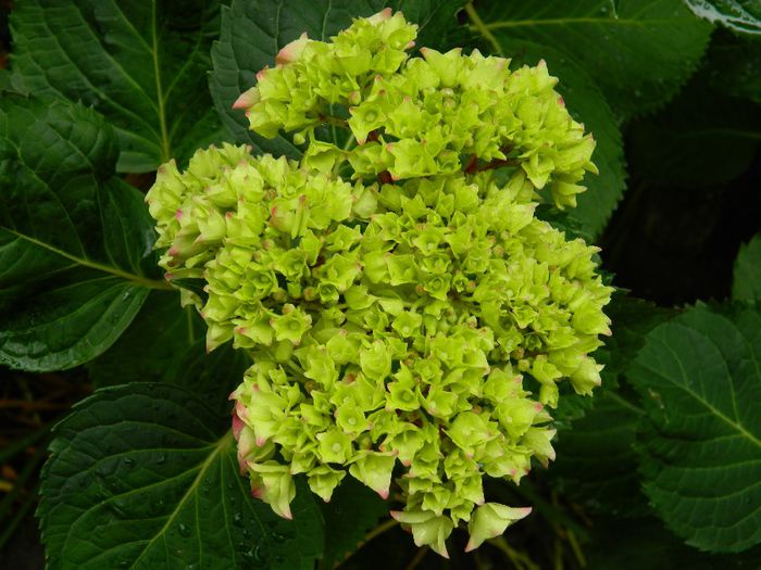 DSCN0666 - MAI_2_2014