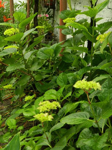 DSCN0674 - MAI_2_2014