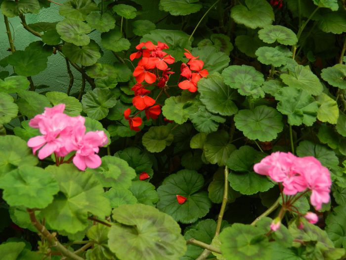 DSCN0683 - MAI_2_2014