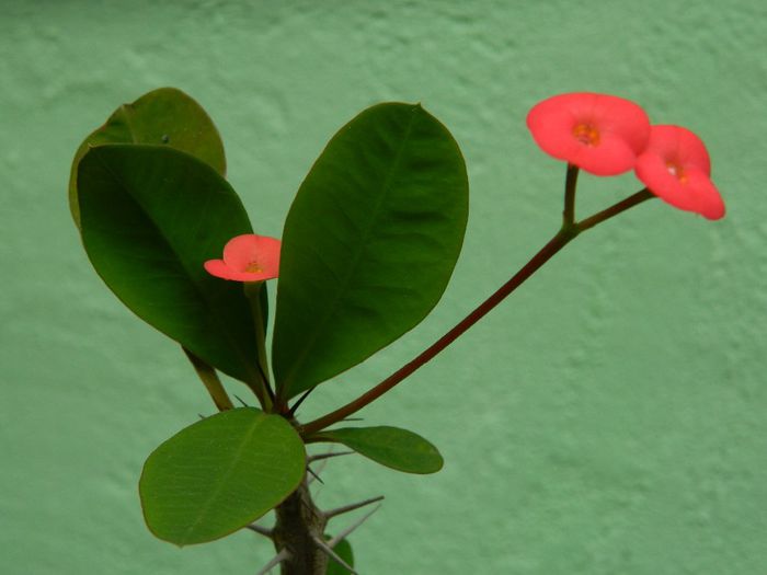 DSCN0690 - MAI_2_2014