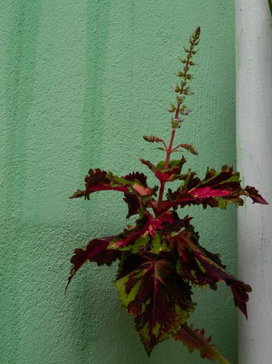 DSCN0691 - MAI_2_2014