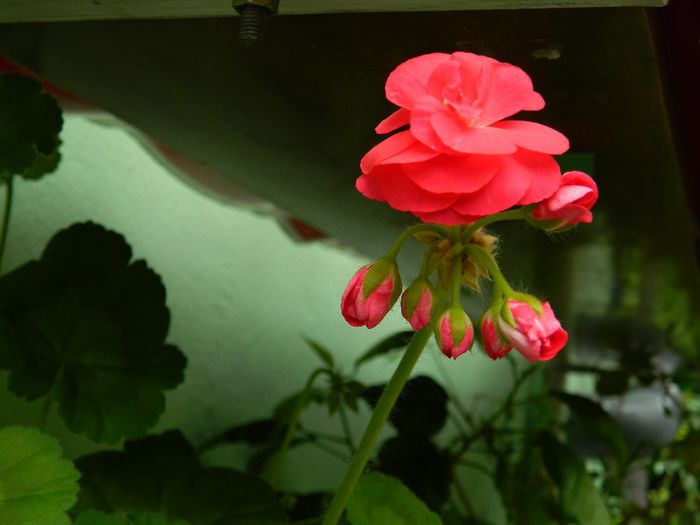 DSCN0694 - MAI_2_2014