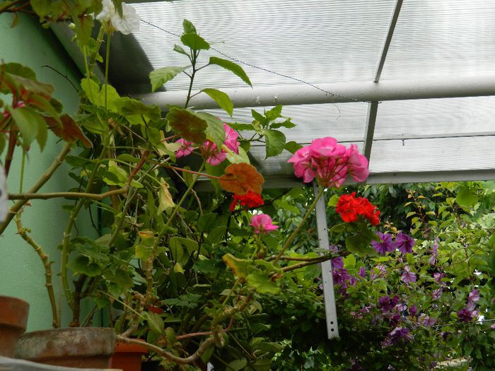 DSCN0695 - MAI_2_2014