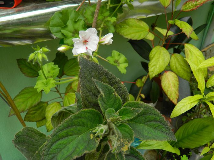 DSCN0698 - MAI_2_2014