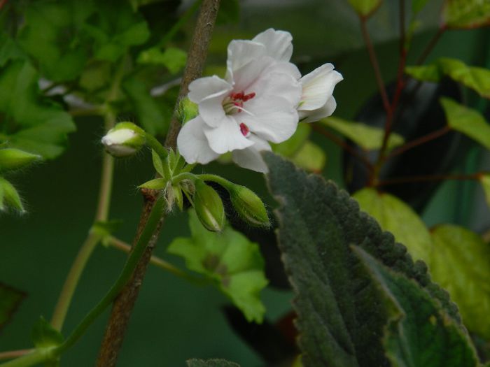 DSCN0699 - MAI_2_2014