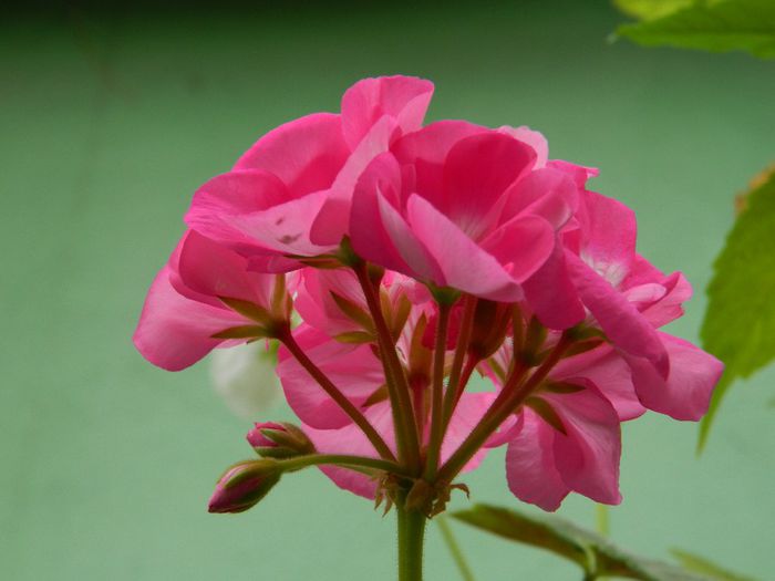 DSCN0701 - MAI_2_2014