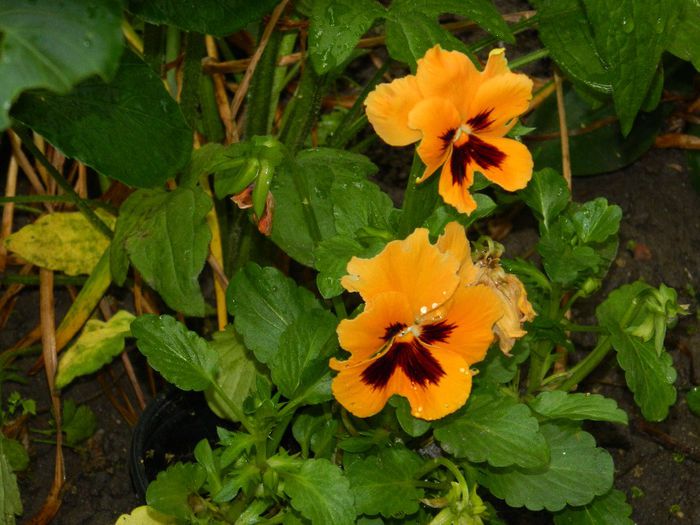 DSCN0706 - MAI_2_2014