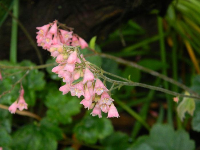 DSCN0707 - MAI_2_2014