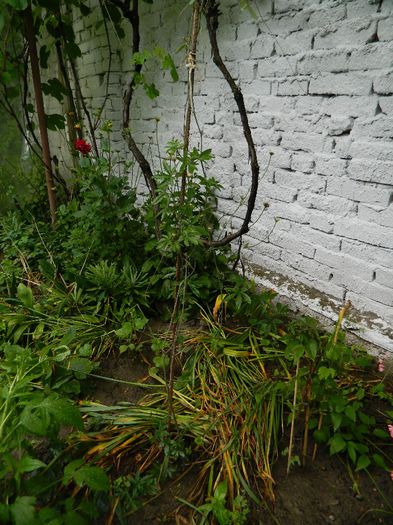 DSCN0708 - MAI_2_2014