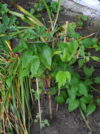 DSCN0709 - MAI_2_2014