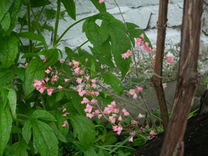 DSCN0710 - MAI_2_2014