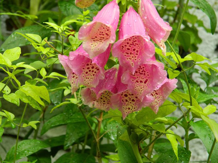 DSCN0731 - MAI_2_2014