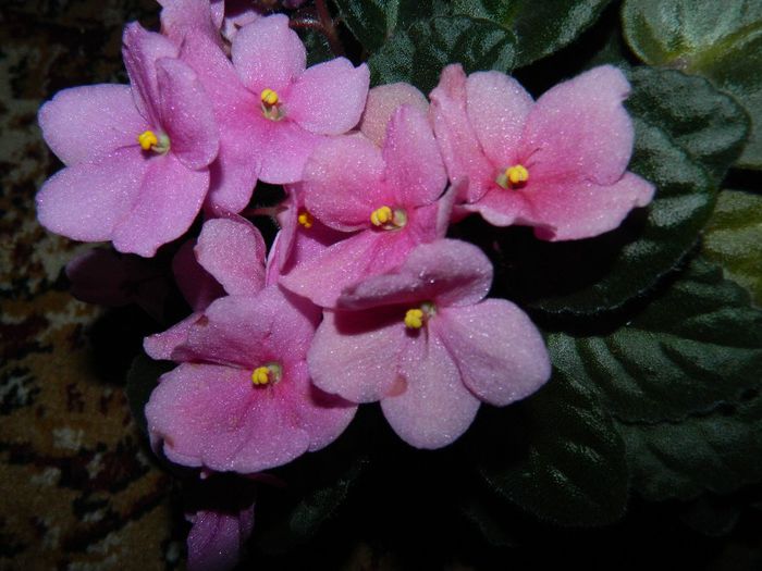 DSCN0739 - MAI_2_2014