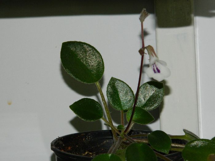 DSCN0745 - MAI_2_2014