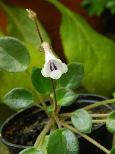 DSCN0748 - MAI_2_2014