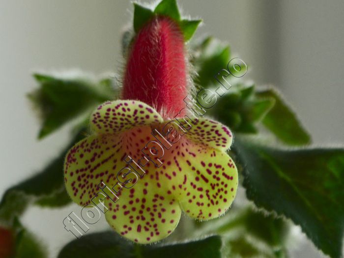 Kohleria Rut (ni)