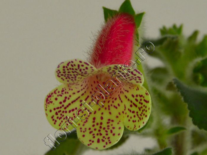 Kohleria Rut (ni)