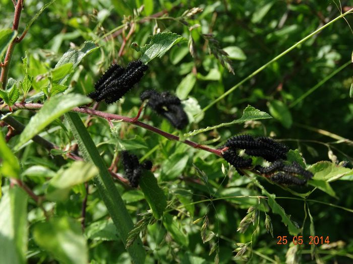 DSC03922 - Diverse insecte